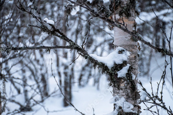 Obraz close up of snow hanging on fork with pine trees in background