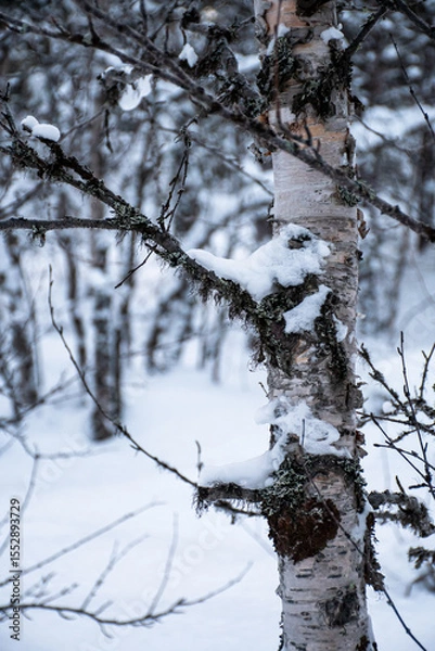 Obraz close up of snow hanging on fork with pine trees in background
