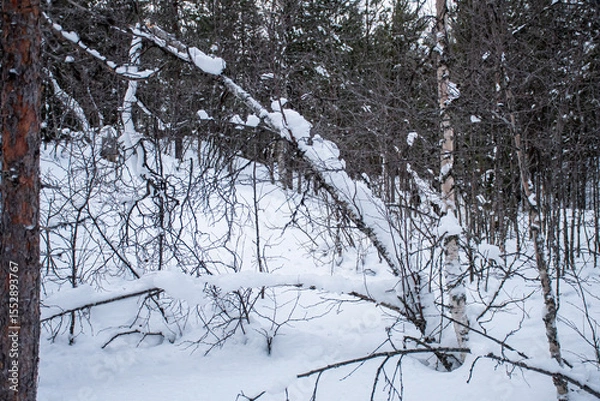 Obraz close up of snow hanging on fork with pine trees in background