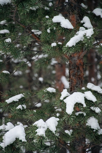Obraz close up of snow hanging on fork with pine trees in background
