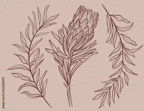 Fototapeta Hand drawn linear illustration of a protea flower in brown ink on a beige background. Elegant botanical sketch in minimal vintage style.Perfect for floral prints, packaging, wedding design