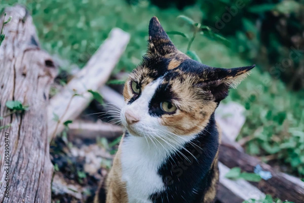 Fototapeta A calico cat  looking for something