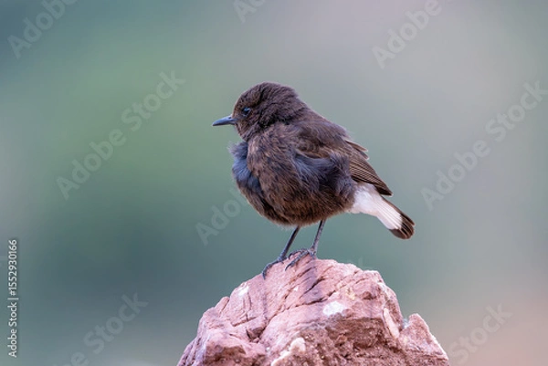 Obraz Collalba negra
