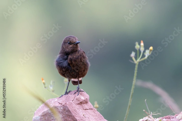 Obraz Collalba negra