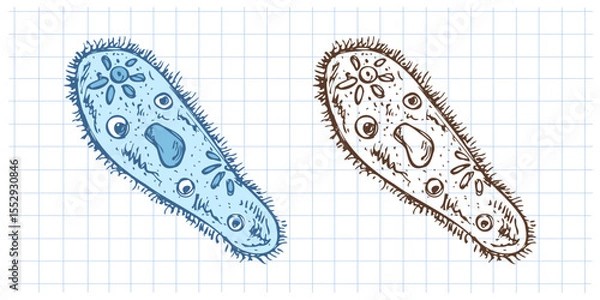 Fototapeta Hand drawn vintage sketch of paramecium microorganism set in color and monochrome on grid notebook background