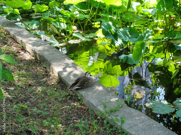 Fototapeta 水辺の木陰で休むカモ