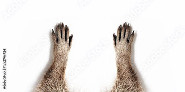 Fototapeta raccoon paws on a gray background. Free space for text. Wide angle horizontal wallpaper or web banner. 