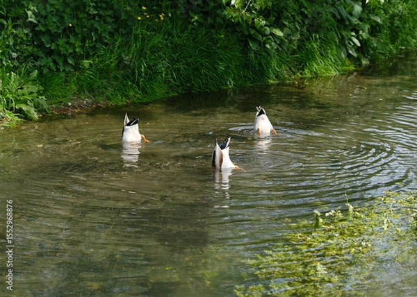Fototapeta Three Ducks Dabbling Upside Down in a Clear Stream