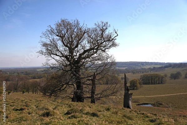 Fototapeta Lone bare tree in open countryside landscape with distant hills and clear blue sky