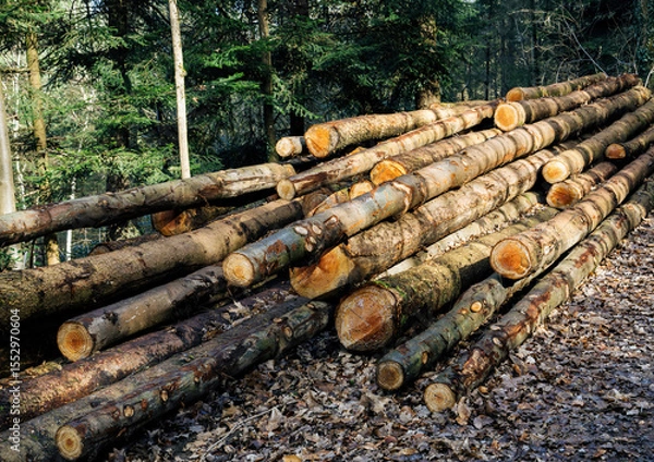 Fototapeta Freshly cut tree trunks stacked in an orderly pile along a forest path, with the morning sunlight illuminating the logs and fallen autumn leaves scattered on the ground