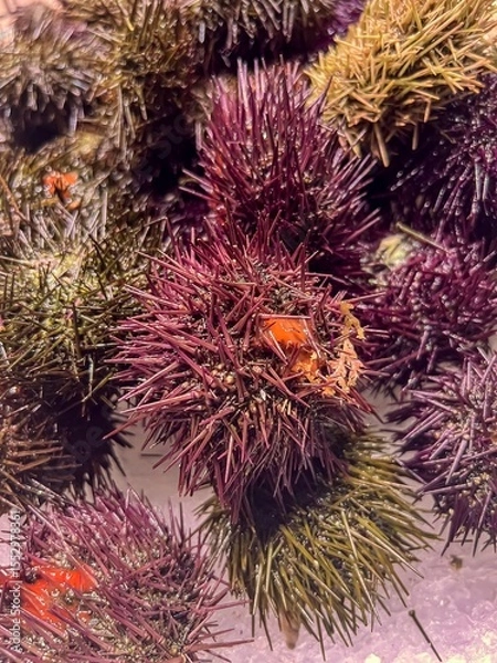 Obraz Sea urchins on the table
