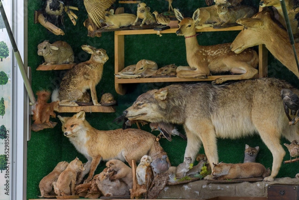 Fototapeta Mobile stand with stuffed wild animals. Wolf, hares, squirrels, deer and other animals from the forest