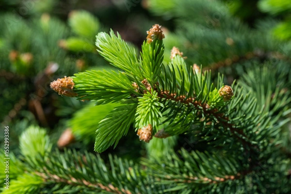 Obraz Green spruce branches with young cones closeup. Nature background.