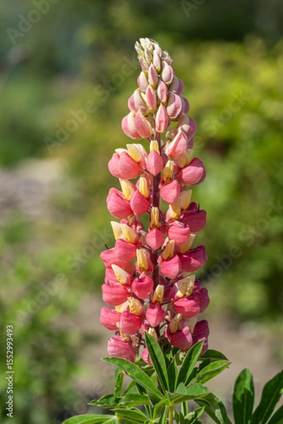 Obraz Lupine flower on background green grass in garden.