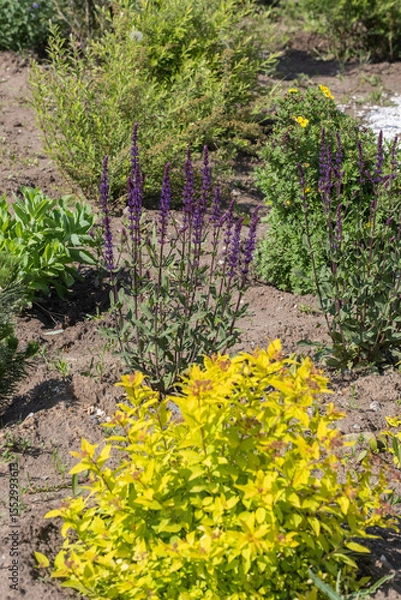 Obraz Salvia nemorosa and Japanese spiraea in garden.
