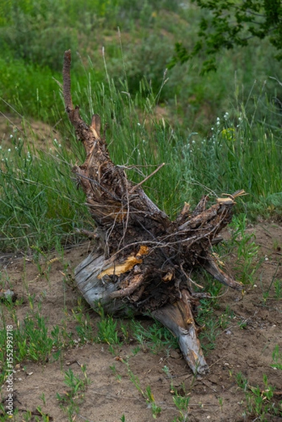 Obraz Stump of an old tree lies in grass.