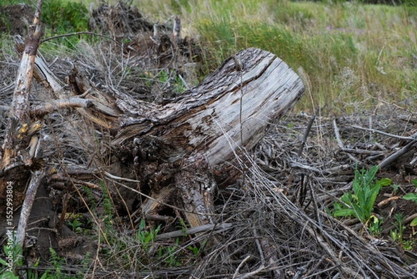 Obraz Dry trunk sawn tree in the forest. The concept of environmental protection.
