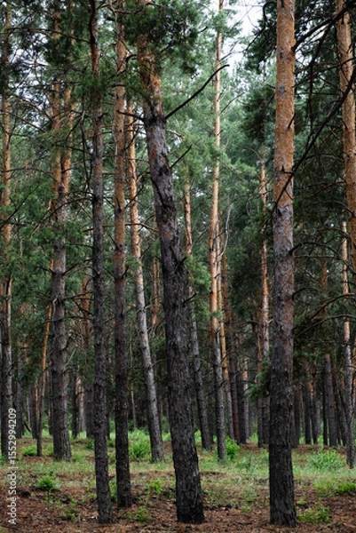 Obraz Pine trees in forest in summer. Nature background.