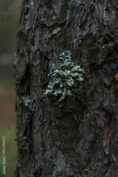 Obraz Moss on the bark of a tree, closeup.