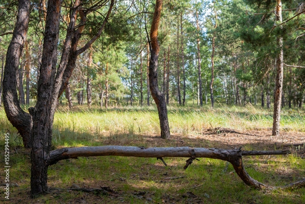 Obraz Old broken tree in pine forest, summer time.
