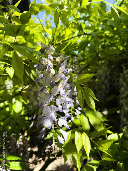 Fototapeta Sunlit cluster of pale purple wisteria flowers hangs amidst vibrant green leaves with blue sky glimpses in the background, creating a bright, natural garden scene