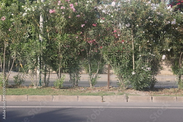 Fototapeta Gray curb on background of flowers, minimalism, path in the park, 7