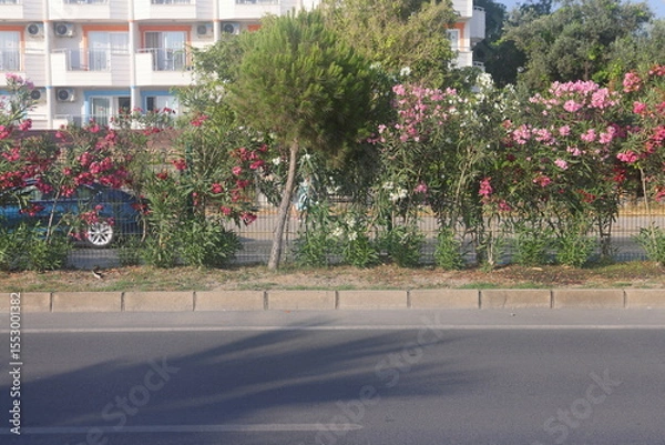 Fototapeta Gray curb on background of flowers, minimalism, path in the park, 7