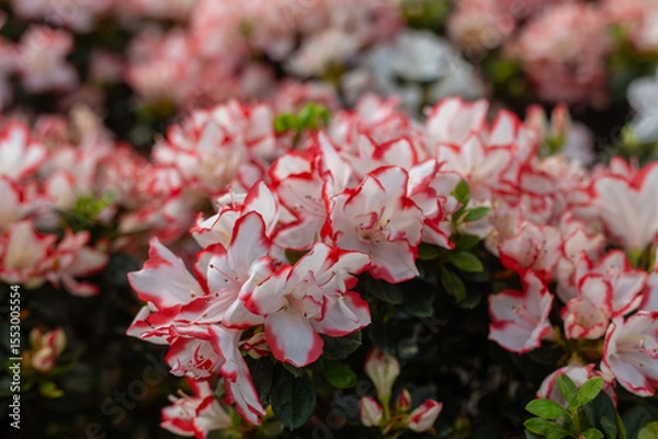 Fototapeta Azaleas are small shrubby plants that bloom in spring or summer in pink, golden yellow, flame red and all shades of orange or white flowers.