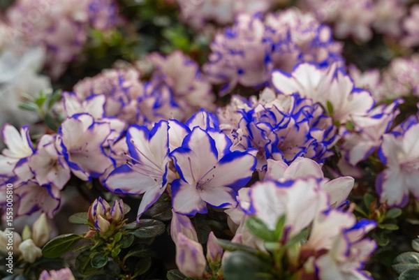 Fototapeta Azaleas are small shrubby plants that bloom in spring or summer in pink, golden yellow, flame red and all shades of orange or white flowers.