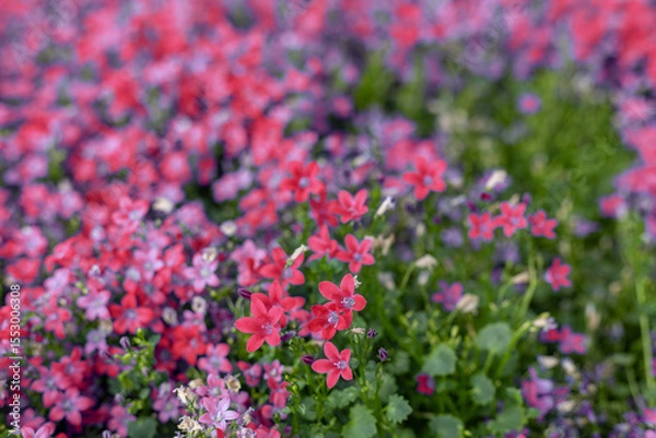 Obraz Campanula portenschlagiana, duvar çan çiçeği, Hırvatistan'daki Dalmaçya Dağları'na özgü Campanulaceae ailesindeki çiçekli bir bitki türüdür.