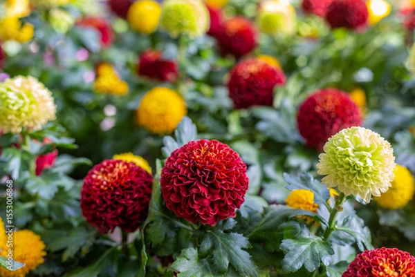 Fototapeta Dahlia variabilis, beautiful colorful flower, close up. Dahlia is bushy, tuberous, herbaceous perennial dicotyledonous flowering plant of the family Asteraceae, Compositae, Coreopsideae tribe