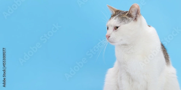 Fototapeta Cute domestic white cat with brown spots looking aside on a vibrant blue background. Close-up pet portrait with copy space. Ideal for pet care, veterinary, and advertising.