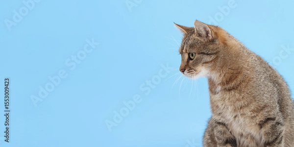 Fototapeta Cute tabby cat sitting sideways and looking away on light blue background. Perfect for pet care, veterinary services, and minimalist advertising banners with copy space.