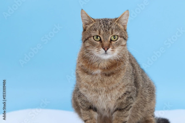 Fototapeta Cute tabby cat sitting against blue background and staring directly into the camera. Ideal for pet care, veterinary marketing, or modern minimalist concepts