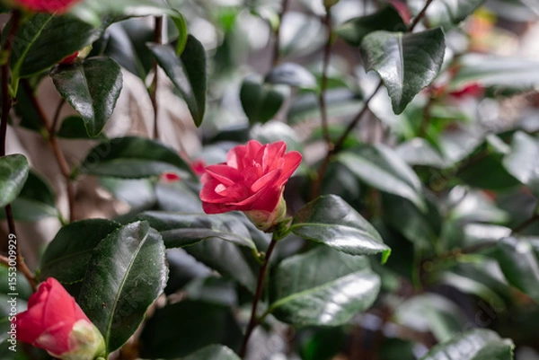 Fototapeta Camellia japonica. Japanese camellia is a plant of the tea family, belonging to the Ericales order, generally known for its bush form.