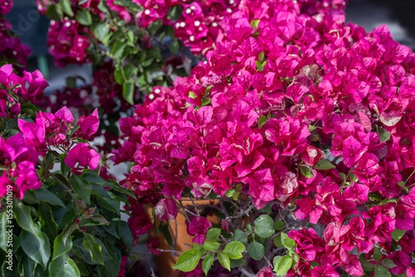 Fototapeta Bougainvillea glabra, the lesser bougainvillea or paper flower, is the most common type of bougainvillea used for bonsai.