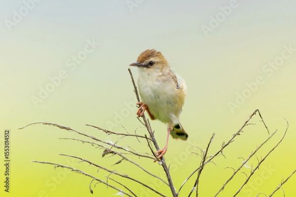 Obraz 細い草にとまるセッカ