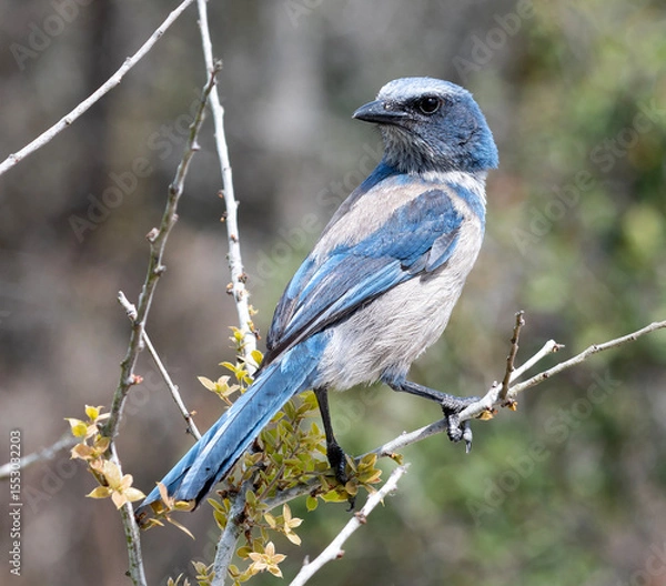 Obraz Florida Scrub Jay on a branch