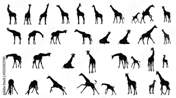 Fototapeta Set of giraffe silhouettes in different poses isolated on background. Vector illustration.