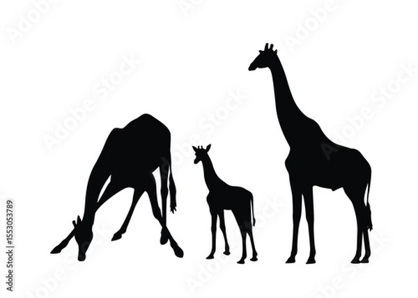 Fototapeta Silhouette of a family of giraffes, isolated on background. Vector illustration.