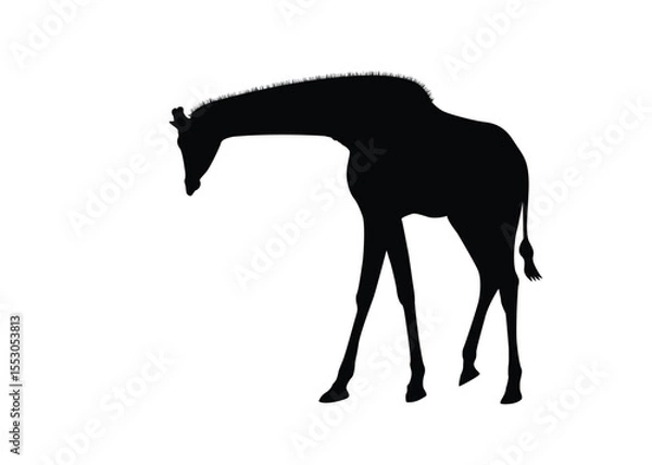 Fototapeta Giraffe silhouette isolated on background. Vector illustration.