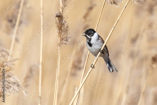 Obraz Reed bunting