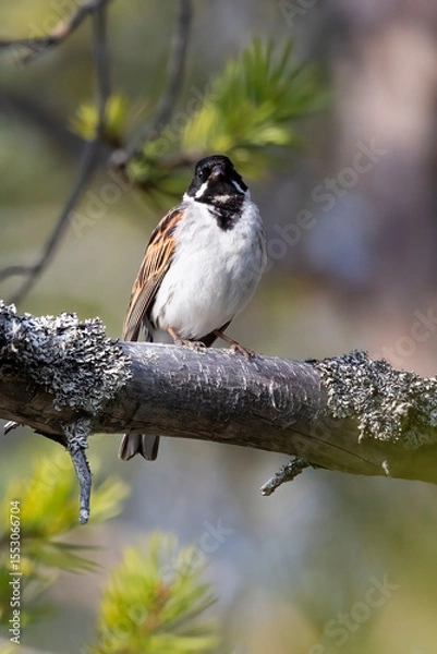 Obraz Reed bunting