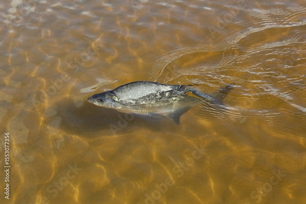 Obraz Carp fish swims in the clear water of the lake 