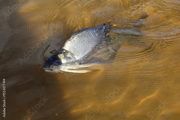 Obraz Carp fish swims in the clear water of the lake 