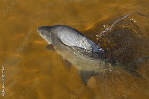 Obraz Carp fish swims in the clear water of the lake 