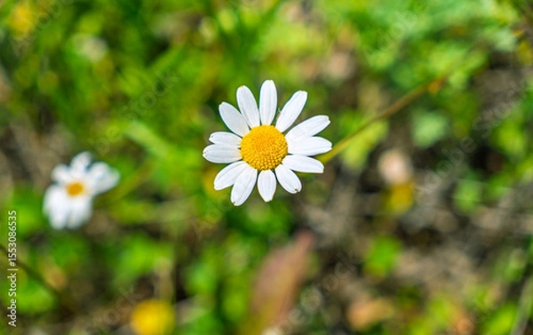 Obraz Fresh white daisy blooming in vibrant spring or summer field. Cheerful nature concept.Single beautiful daisy in a sunlit meadow.Idyllic summer scene with a blooming daisy flower in a lush green field