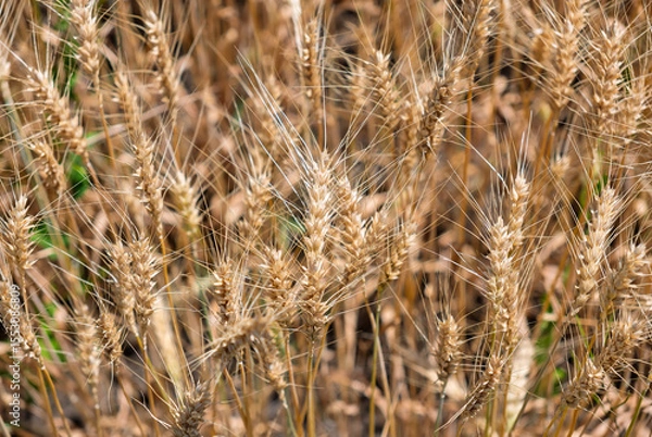 Obraz Golden ripe wheat ears in a field on a sunny day.Background of ripening ears of wheat field.Golden wheat crop growing in a rural farm field. Food production and natural ingredients