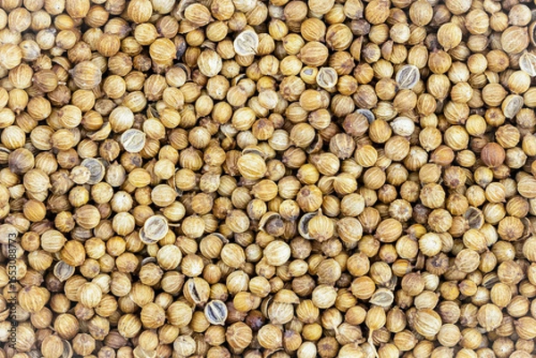 Fototapeta coriander grains background seasoning fragrant base for spices for meat