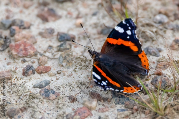 Obraz Red admiral